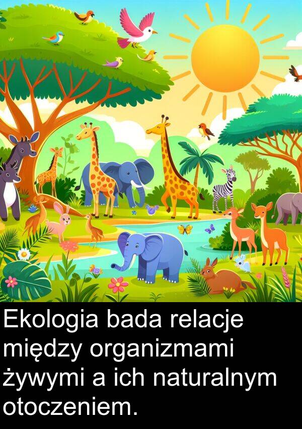 ich: Ekologia bada relacje między organizmami żywymi a ich naturalnym otoczeniem.