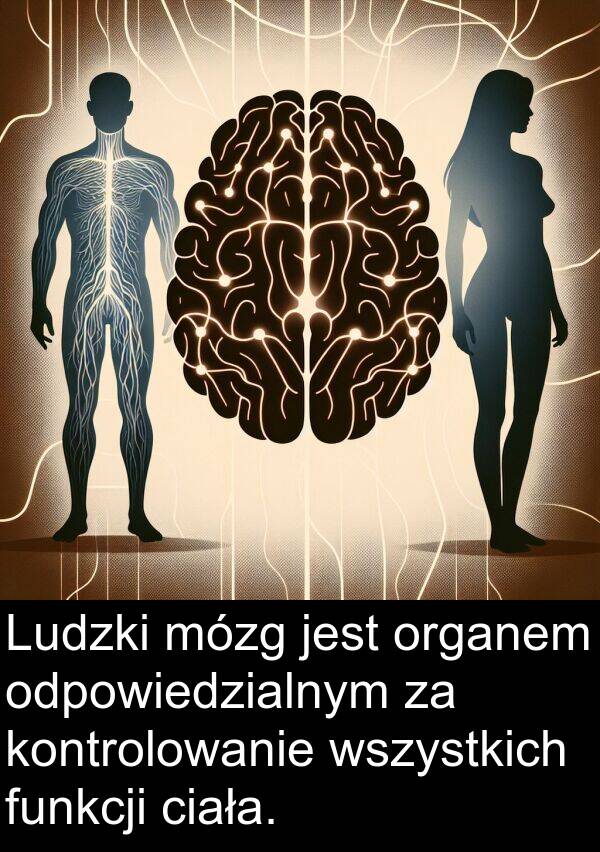 ciała: Ludzki mózg jest organem odpowiedzialnym za kontrolowanie wszystkich funkcji ciała.