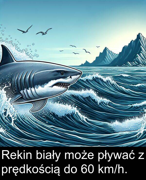 biały: Rekin biały może pływać z prędkością do 60 km/h.