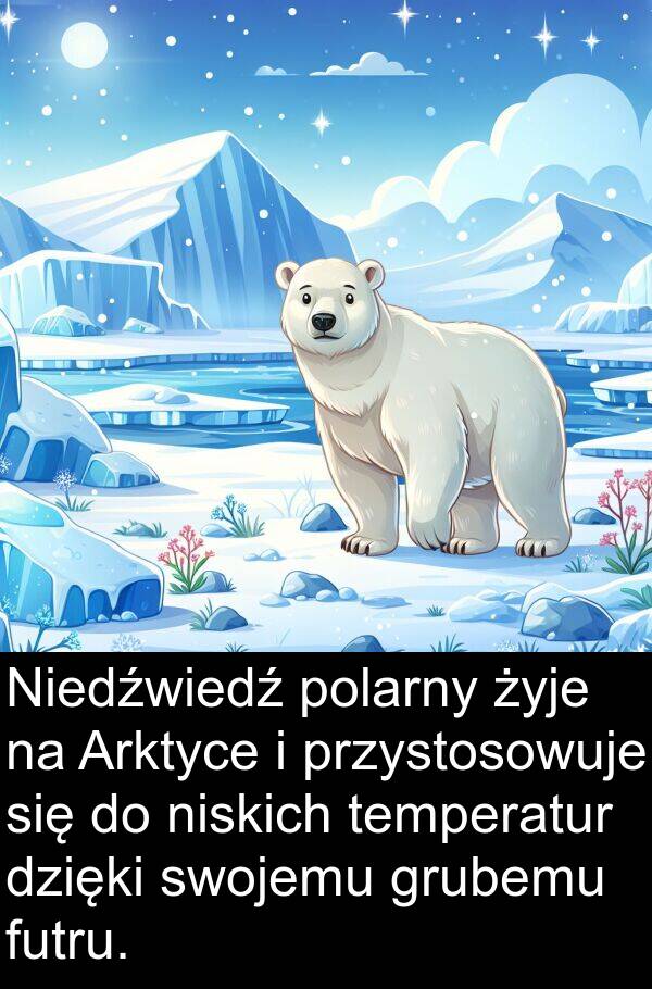 dzięki: Niedźwiedź polarny żyje na Arktyce i przystosowuje się do niskich temperatur dzięki swojemu grubemu futru.