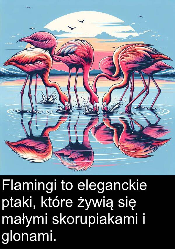 eleganckie: Flamingi to eleganckie ptaki, które żywią się małymi skorupiakami i glonami.