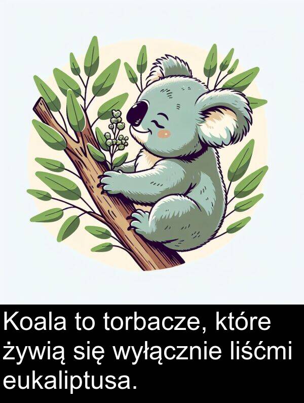 liśćmi: Koala to torbacze, które żywią się wyłącznie liśćmi eukaliptusa.