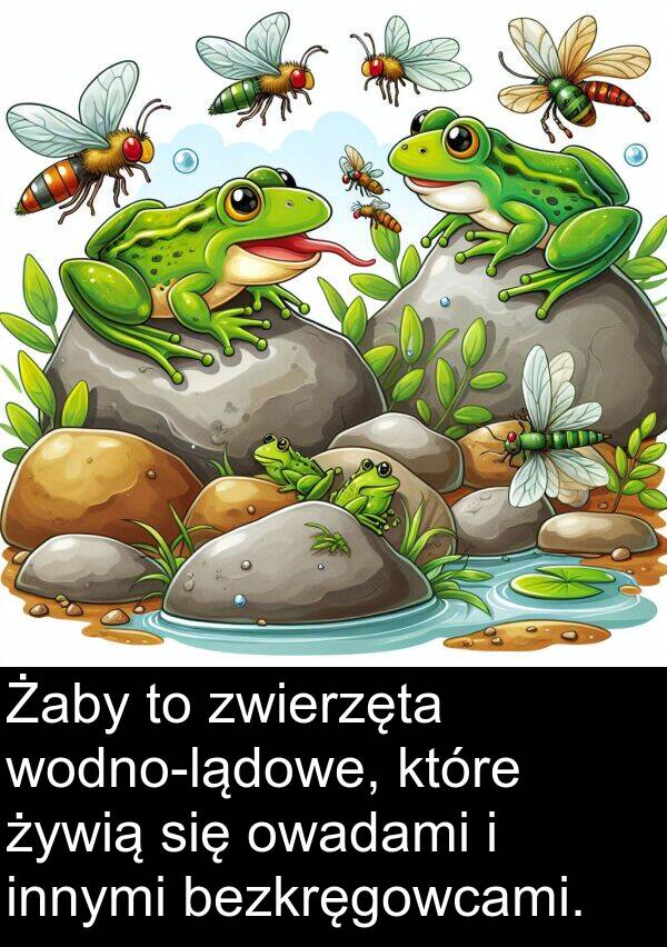 innymi: Żaby to zwierzęta wodno-lądowe, które żywią się owadami i innymi bezkręgowcami.