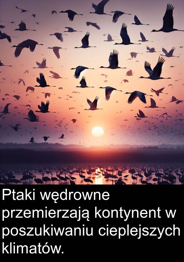 cieplejszych: Ptaki wędrowne przemierzają kontynent w poszukiwaniu cieplejszych klimatów.