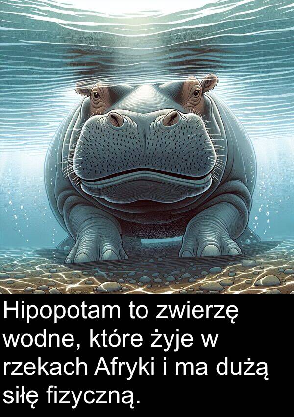 fizyczną: Hipopotam to zwierzę wodne, które żyje w rzekach Afryki i ma dużą siłę fizyczną.