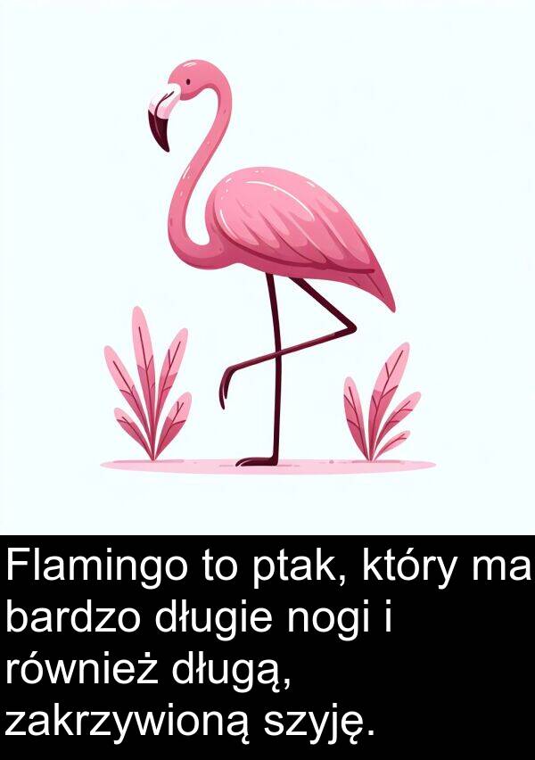 długą: Flamingo to ptak, który ma bardzo długie nogi i również długą, zakrzywioną szyję.