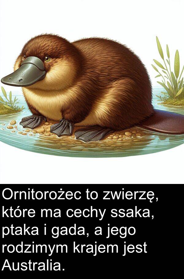 cechy: Ornitorożec to zwierzę, które ma cechy ssaka, ptaka i gada, a jego rodzimym krajem jest Australia.