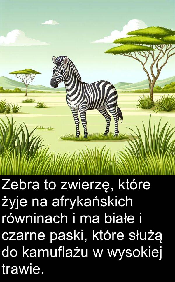 białe: Zebra to zwierzę, które żyje na afrykańskich równinach i ma białe i czarne paski, które służą do kamuflażu w wysokiej trawie.