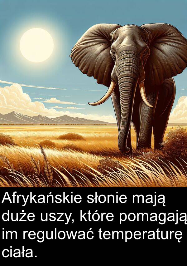 mają: Afrykańskie słonie mają duże uszy, które pomagają im regulować temperaturę ciała.