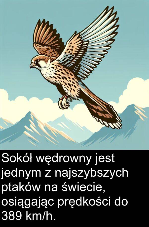 jednym: Sokół wędrowny jest jednym z najszybszych ptaków na świecie, osiągając prędkości do 389 km/h.