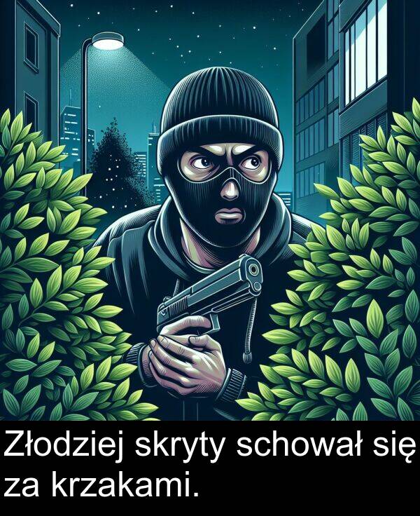 się: Złodziej skryty schował się za krzakami.