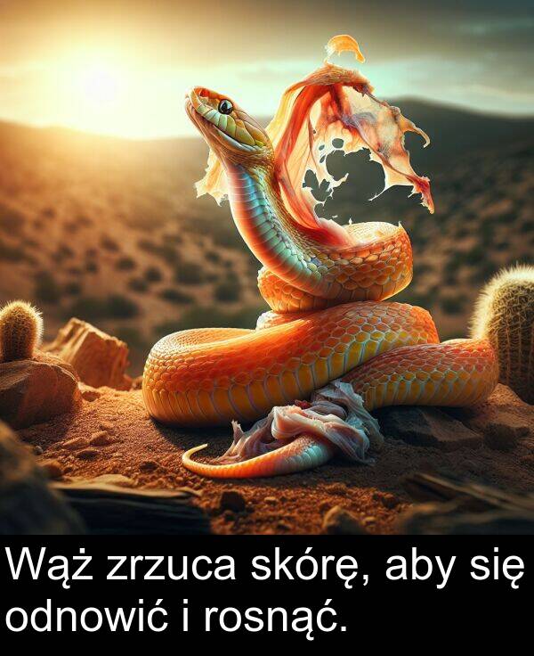 aby: Wąż zrzuca skórę, aby się odnowić i rosnąć.