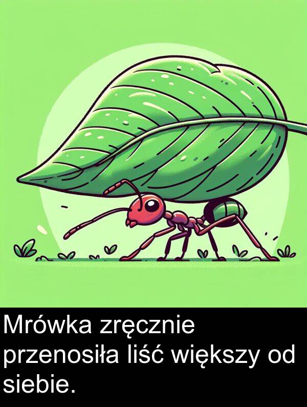 liść: Mrówka zręcznie przenosiła liść większy od siebie.