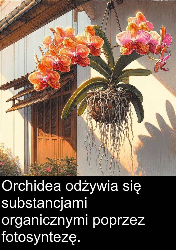 fotosyntezę: Orchidea odżywia się substancjami organicznymi poprzez fotosyntezę.