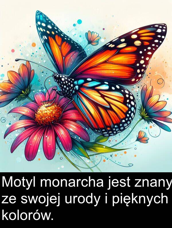 urody: Motyl monarcha jest znany ze swojej urody i pięknych kolorów.