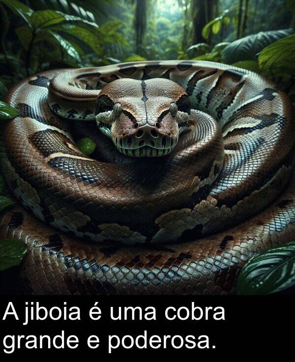 uma: A jiboia é uma cobra grande e poderosa.