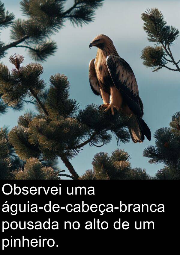 pousada: Observei uma águia-de-cabeça-branca pousada no alto de um pinheiro.