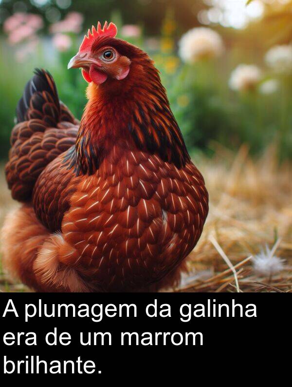 galinha: A plumagem da galinha era de um marrom brilhante.