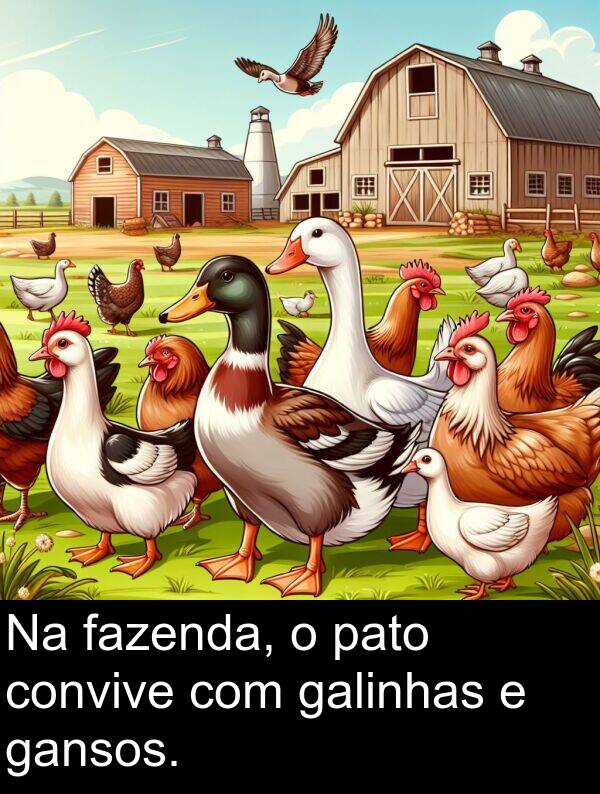 galinhas: Na fazenda, o pato convive com galinhas e gansos.