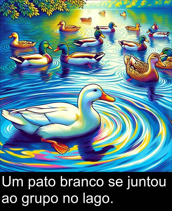 lago: Um pato branco se juntou ao grupo no lago.