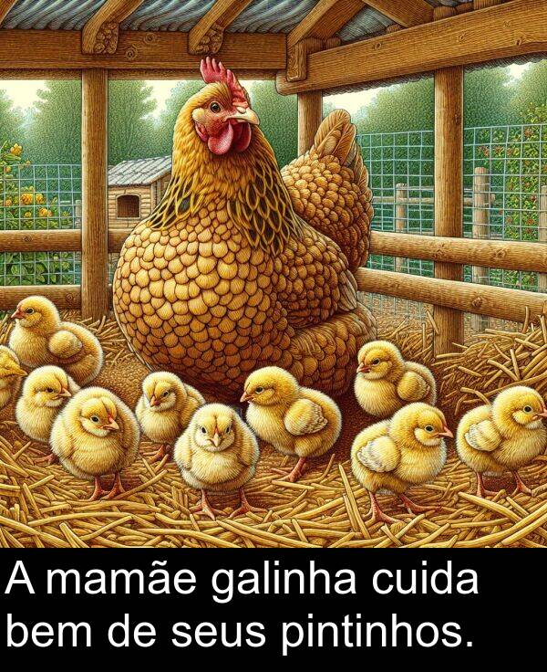 galinha: A mamãe galinha cuida bem de seus pintinhos.