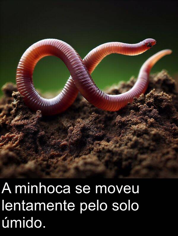 solo: A minhoca se moveu lentamente pelo solo úmido.