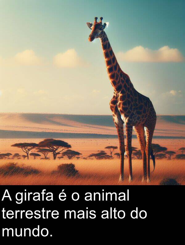 girafa: A girafa é o animal terrestre mais alto do mundo.