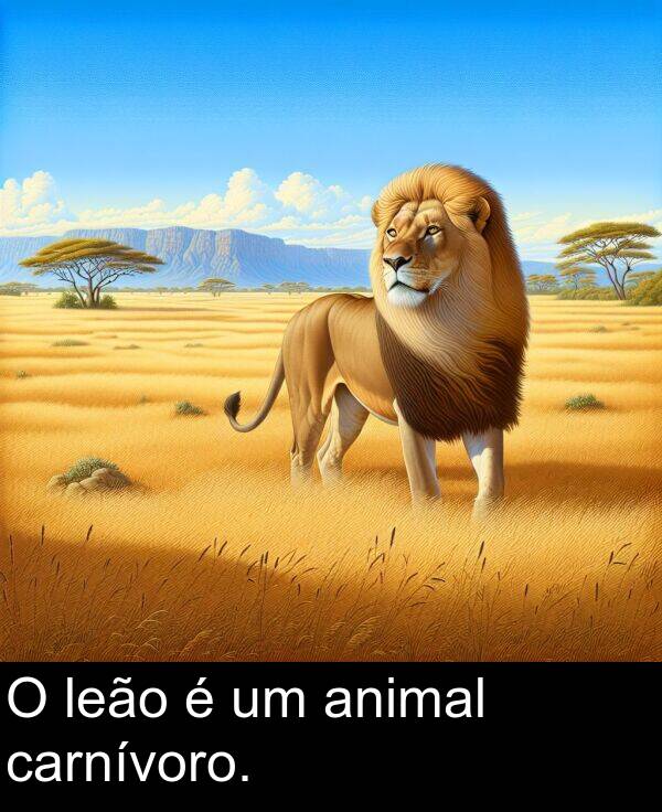 leão: O leão é um animal carnívoro.