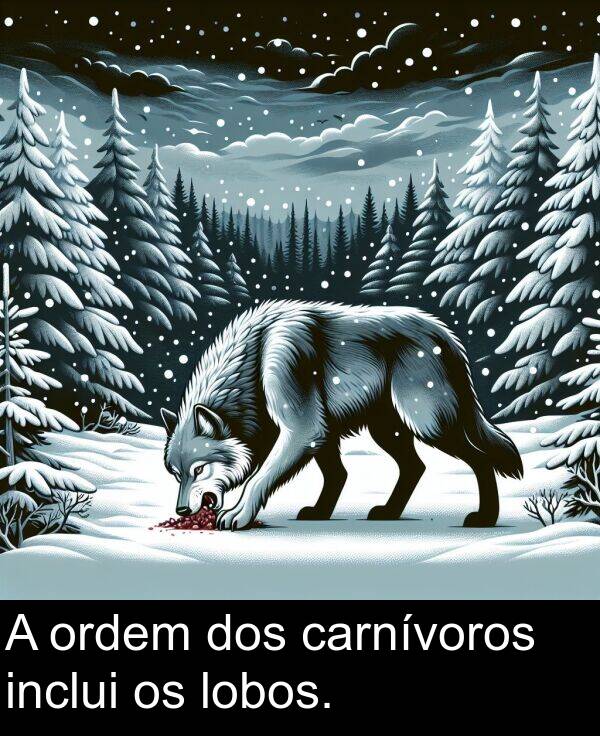 carnívoros: A ordem dos carnívoros inclui os lobos.