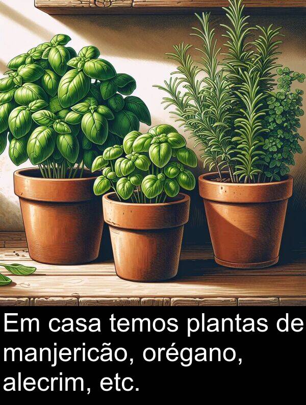 manjericão: Em casa temos plantas de manjericão, orégano, alecrim, etc.