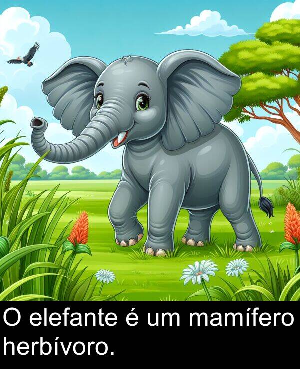 herbívoro: O elefante é um mamífero herbívoro.