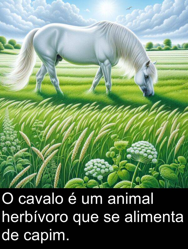 herbívoro: O cavalo é um animal herbívoro que se alimenta de capim.