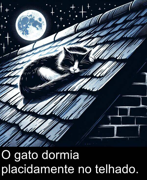 gato: O gato dormia placidamente no telhado.