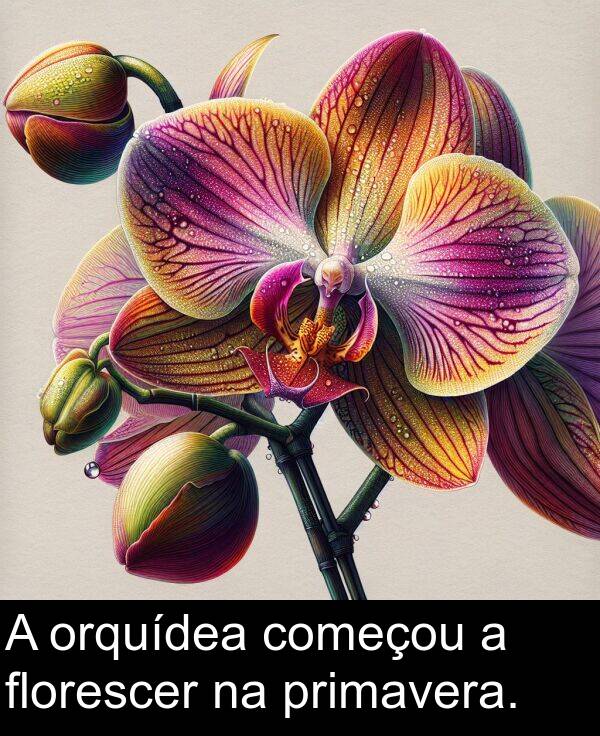 começou: A orquídea começou a florescer na primavera.