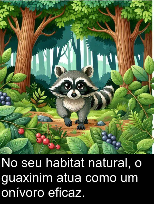 habitat: No seu habitat natural, o guaxinim atua como um onívoro eficaz.