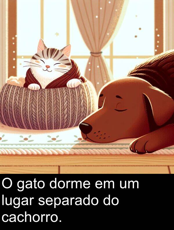 gato: O gato dorme em um lugar separado do cachorro.