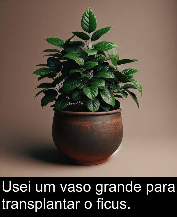 vaso: Usei um vaso grande para transplantar o ficus.