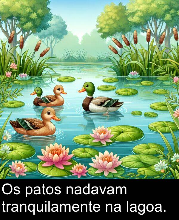 nadavam: Os patos nadavam tranquilamente na lagoa.