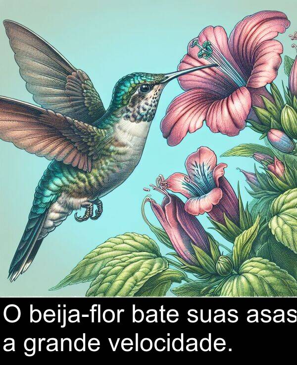 velocidade: O beija-flor bate suas asas a grande velocidade.