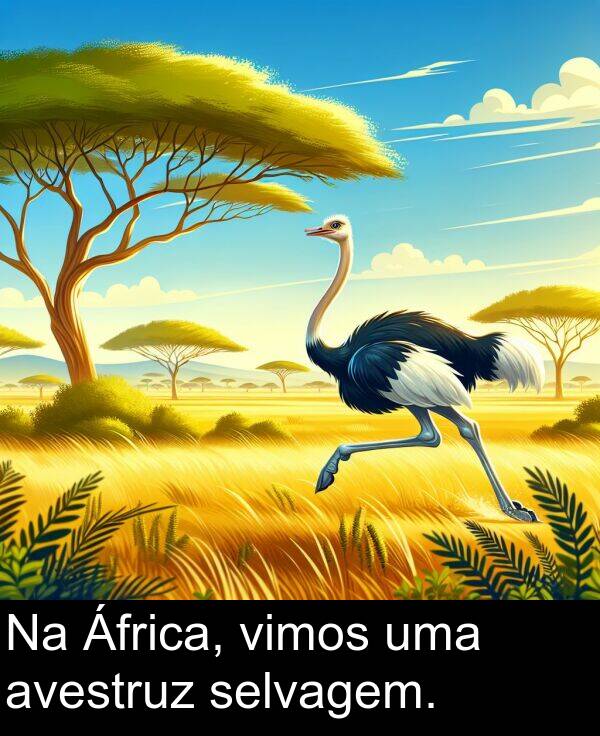 vimos: Na África, vimos uma avestruz selvagem.