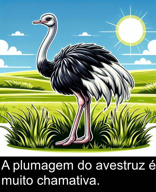 plumagem: A plumagem do avestruz é muito chamativa.