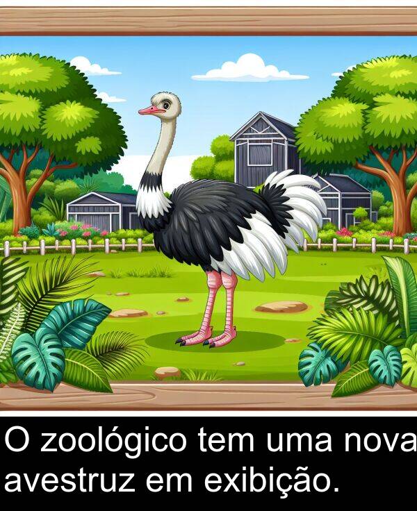 tem: O zoológico tem uma nova avestruz em exibição.