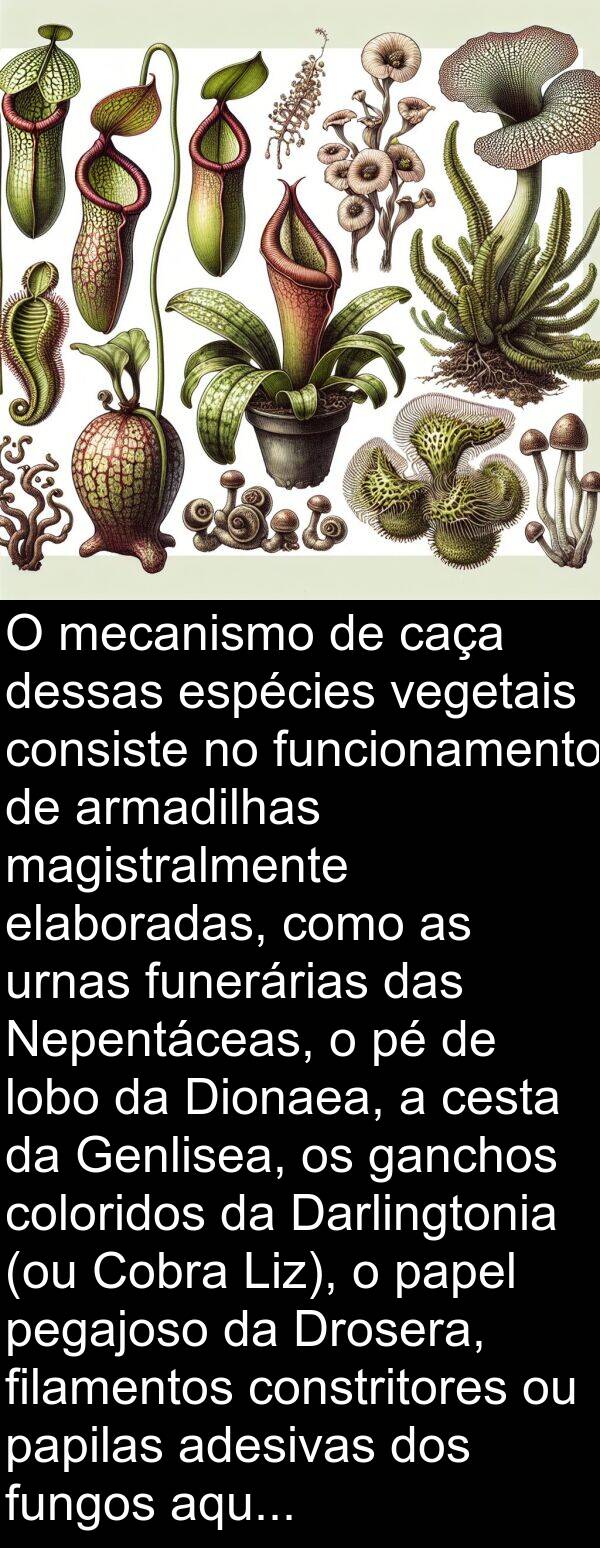 ganchos: O mecanismo de caça dessas espécies vegetais consiste no funcionamento de armadilhas magistralmente elaboradas, como as urnas funerárias das Nepentáceas, o pé de lobo da Dionaea, a cesta da Genlisea, os ganchos coloridos da Darlingtonia (ou Cobra Liz), o papel pegajoso da Drosera, filamentos constritores ou papilas adesivas dos fungos aquáticos do tipo dos Zoófagos.