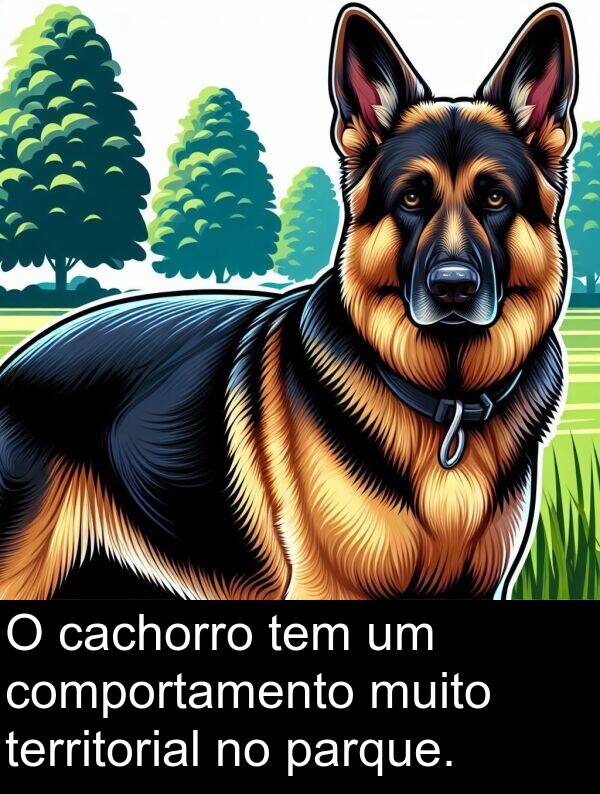 parque: O cachorro tem um comportamento muito territorial no parque.