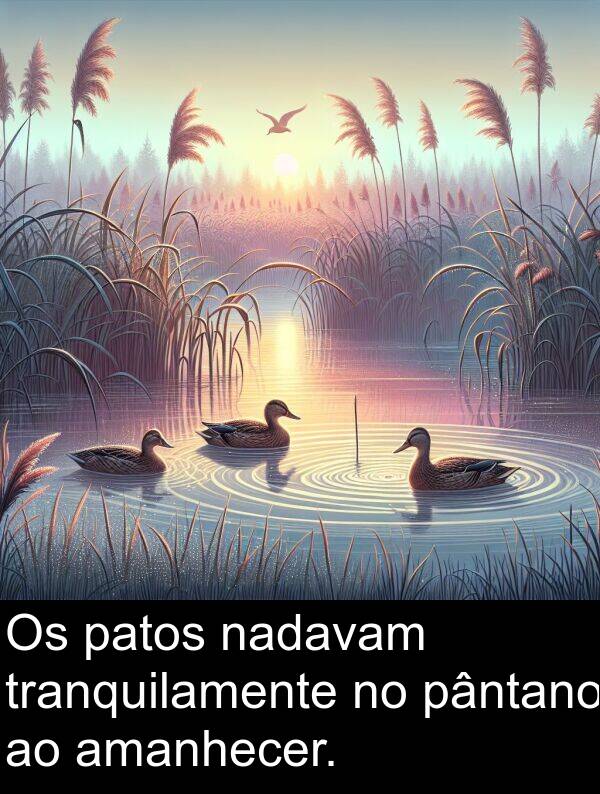 nadavam: Os patos nadavam tranquilamente no pântano ao amanhecer.