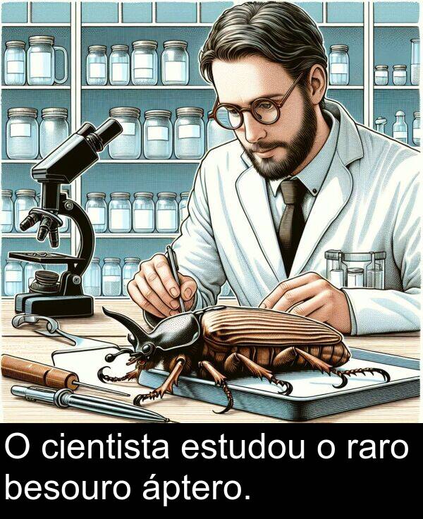 raro: O cientista estudou o raro besouro áptero.