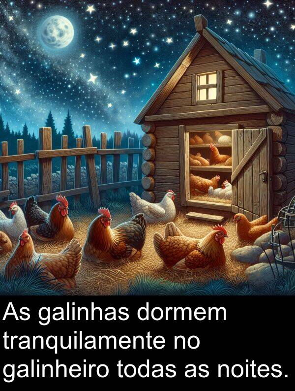 galinhas: As galinhas dormem tranquilamente no galinheiro todas as noites.