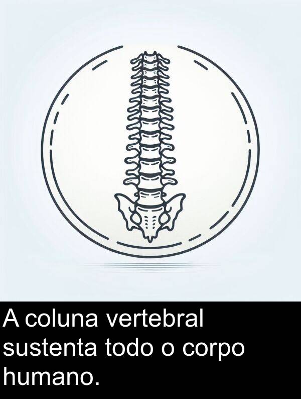 humano: A coluna vertebral sustenta todo o corpo humano.