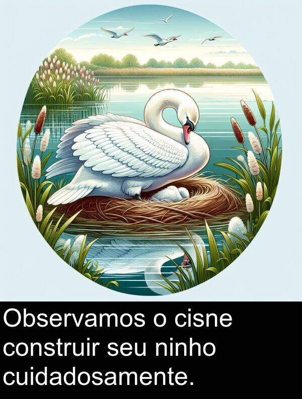 ninho: Observamos o cisne construir seu ninho cuidadosamente.