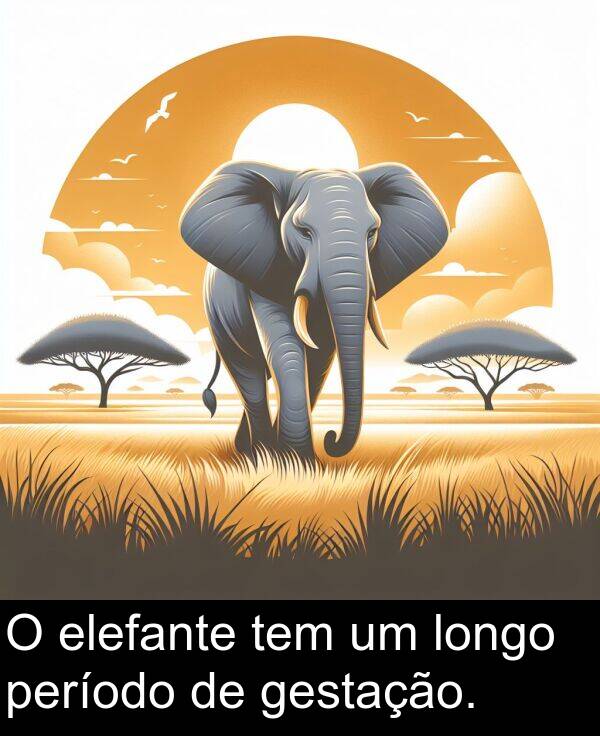 tem: O elefante tem um longo período de gestação.